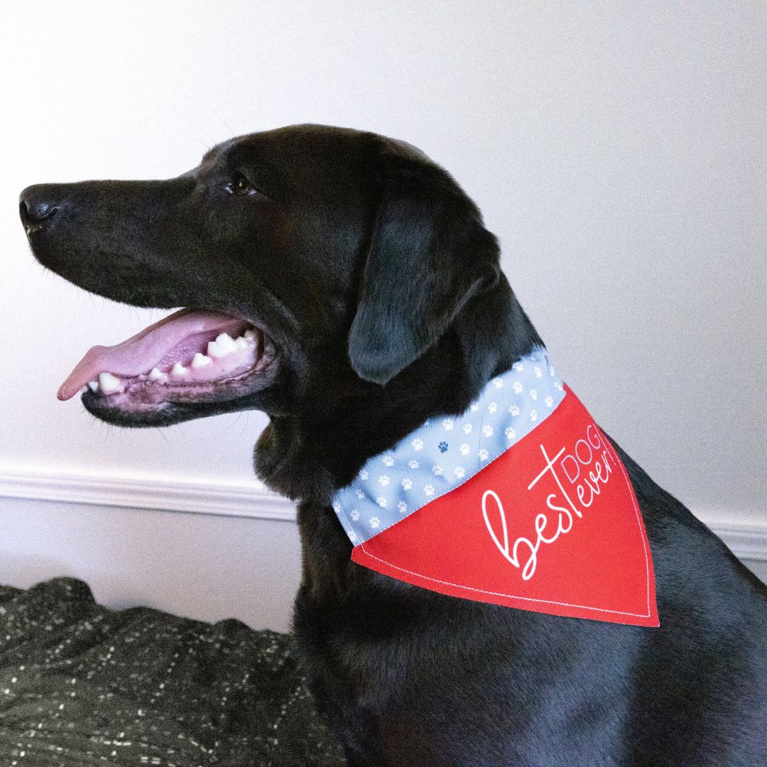 Best Dog Ever Canvas Slip-On Pet Bandana – Pavilion’s Pets – 12″x8″